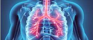 Illustration of the human respiratory system.