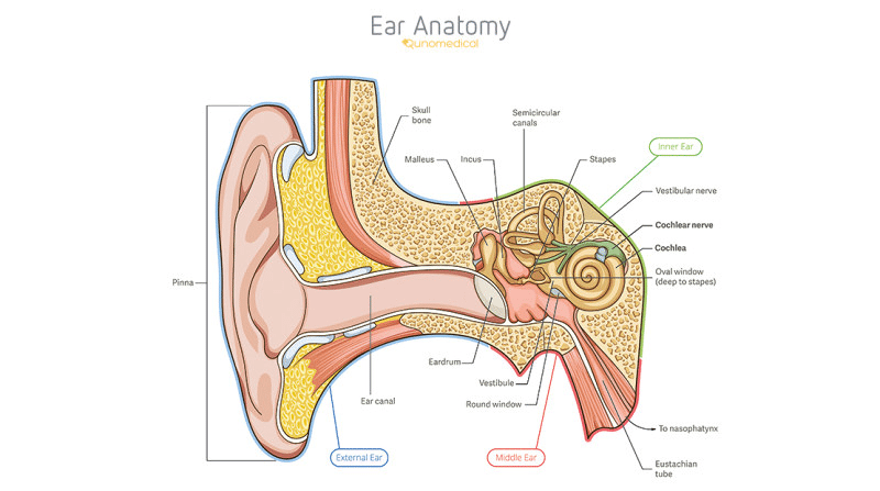 cochlea rlzcnc