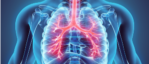 Illustration of the human respiratory system.