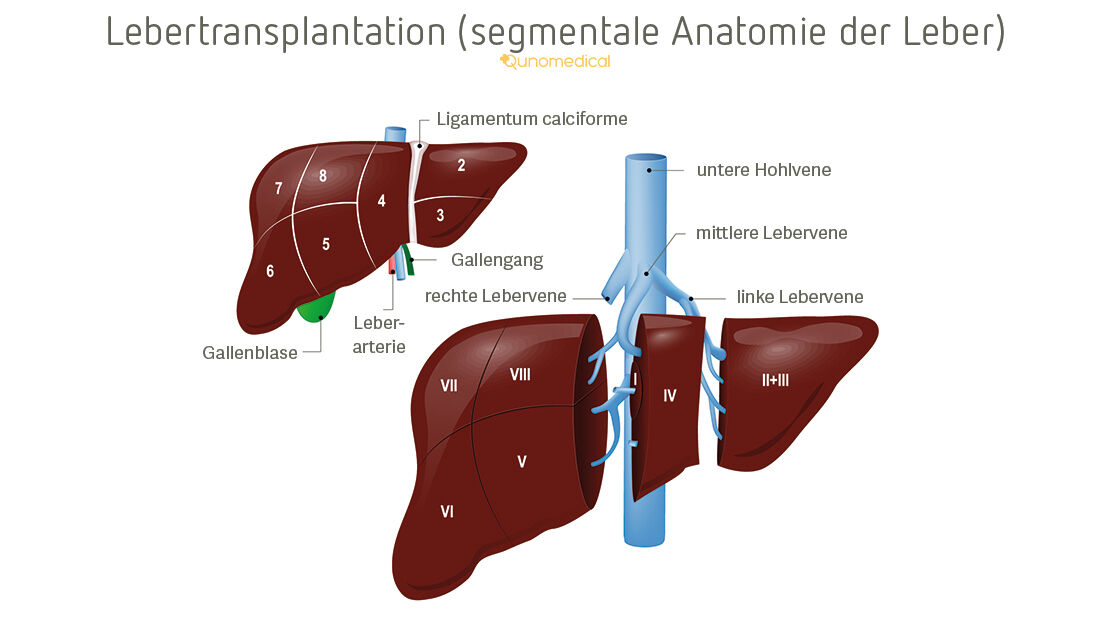 Segmentale Anatomie der Leber.