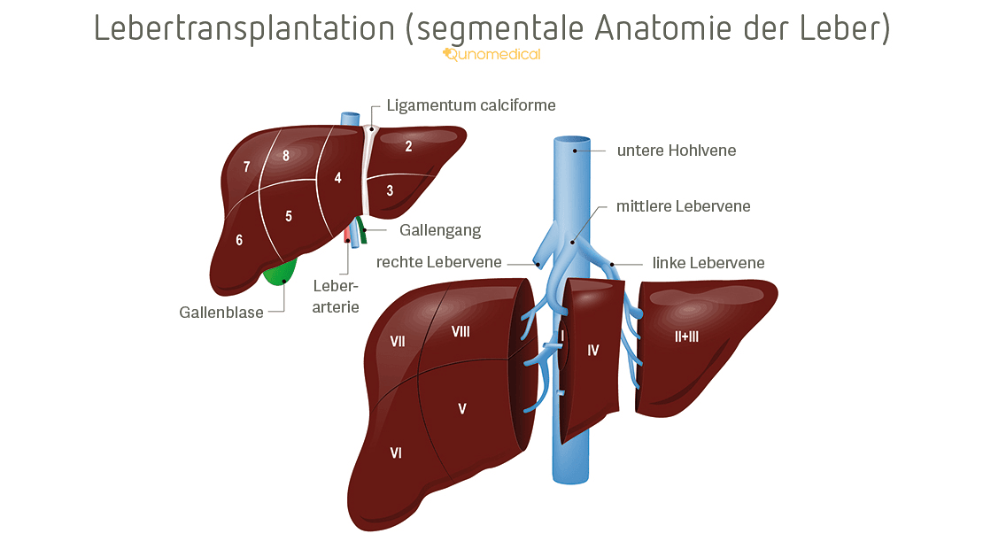 Segmentale Anatomie der Leber.