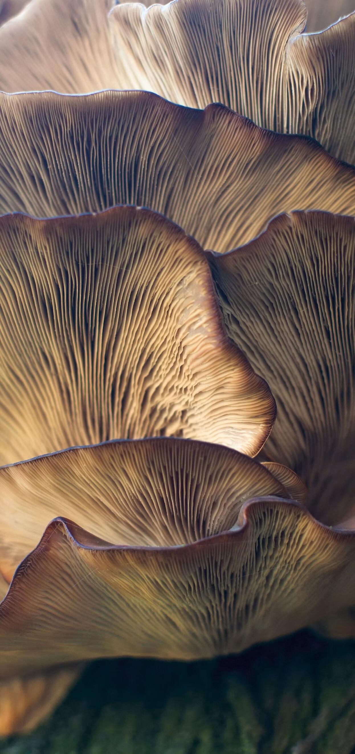 photos.en_1762789695770